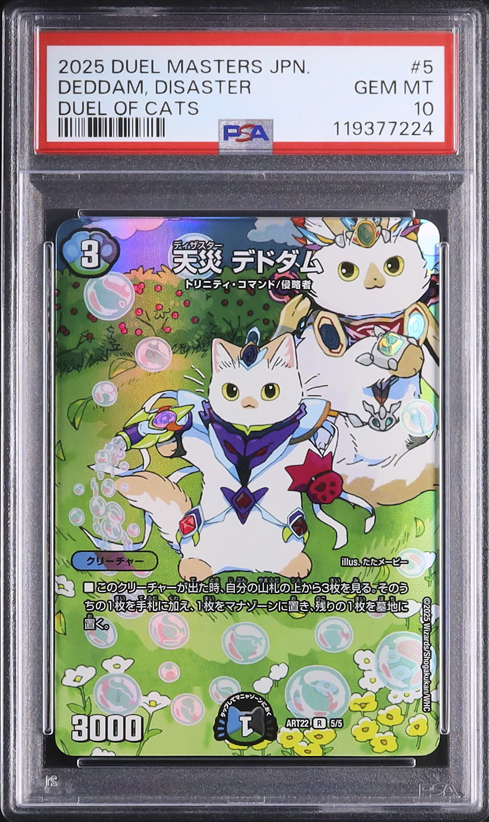 Live Auctions - Cardova Japan